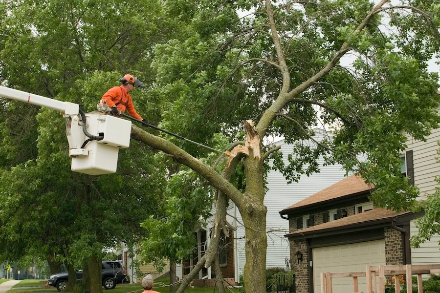 How to Choose the Right Tree Removal Service