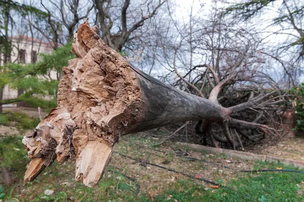 Emergency Tree Removal