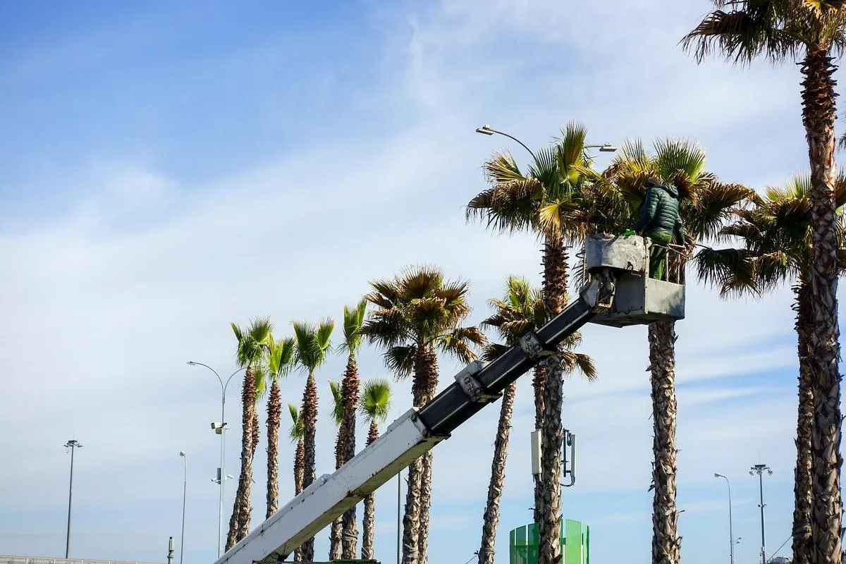 Tree & Palm Trimming