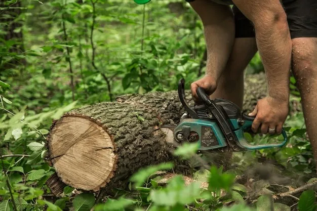 Tree Services