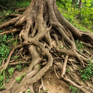 Understanding Tree Root Systems