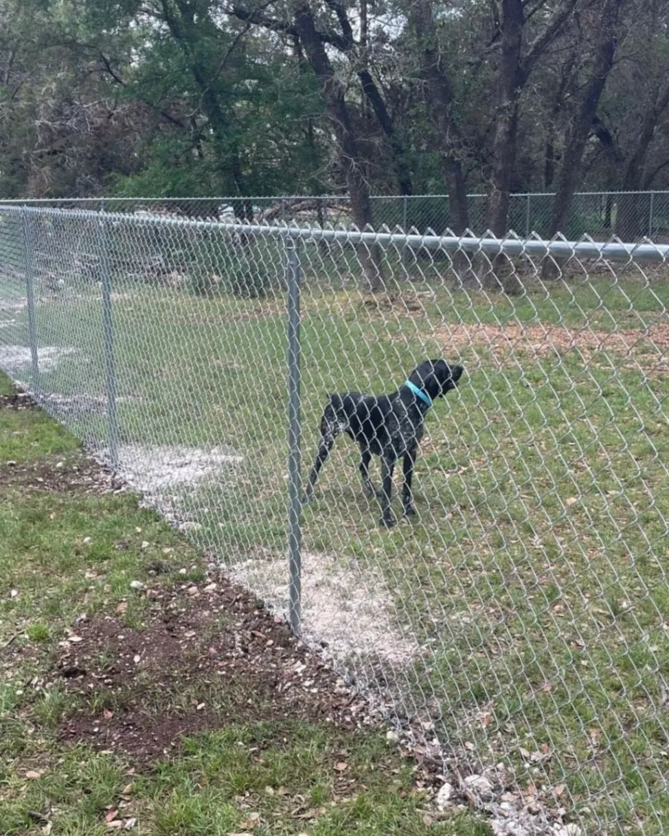 A close-up view of a chain-link fence in a grassy area, with a black dog standing nearby.