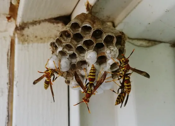Call Our Wasp Nest Removal Experts