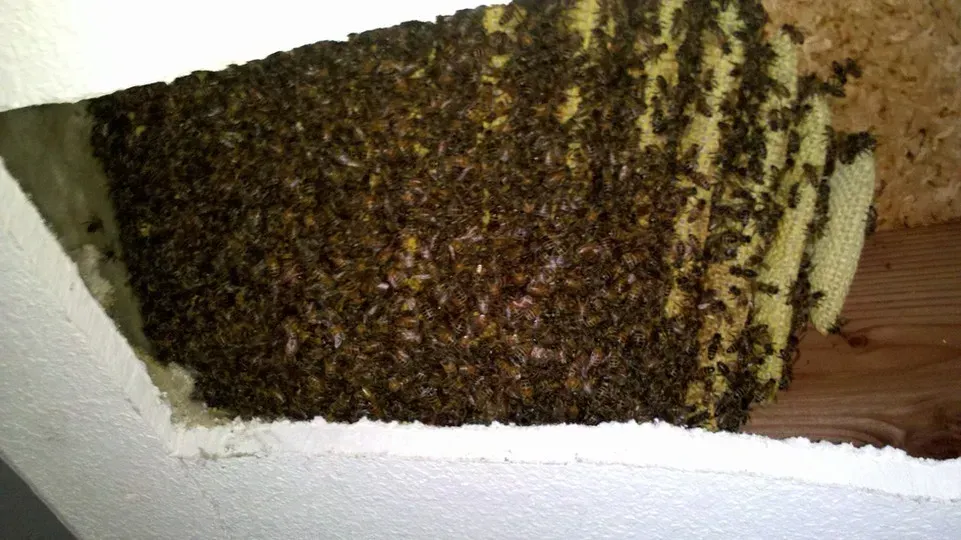 Open wall opening with a large active bee hive and exposed honeycomb during expert bee removal and house repair in Novato, CA.