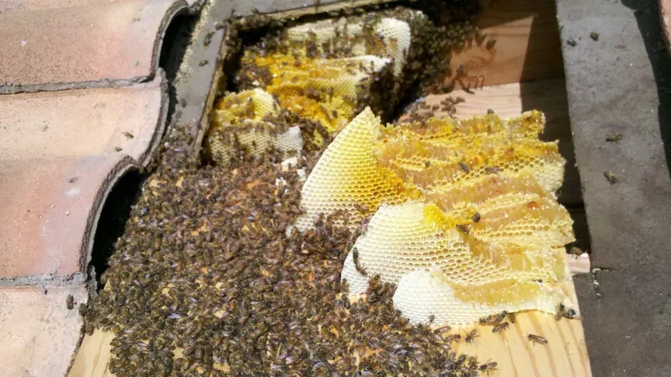 Bees Evictions specialist performing a live honeybee extraction from a roof. The image shows the meticulous process of removing the honeycomb, which we later repaired ourselves.