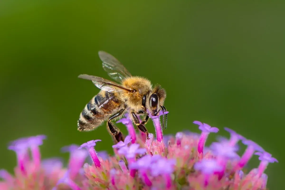 Close-up of a honeybee collecting nectar from a purple flower, highlighting its delicate wings and furry body that make it Nature's Most Perfect Pollinator.