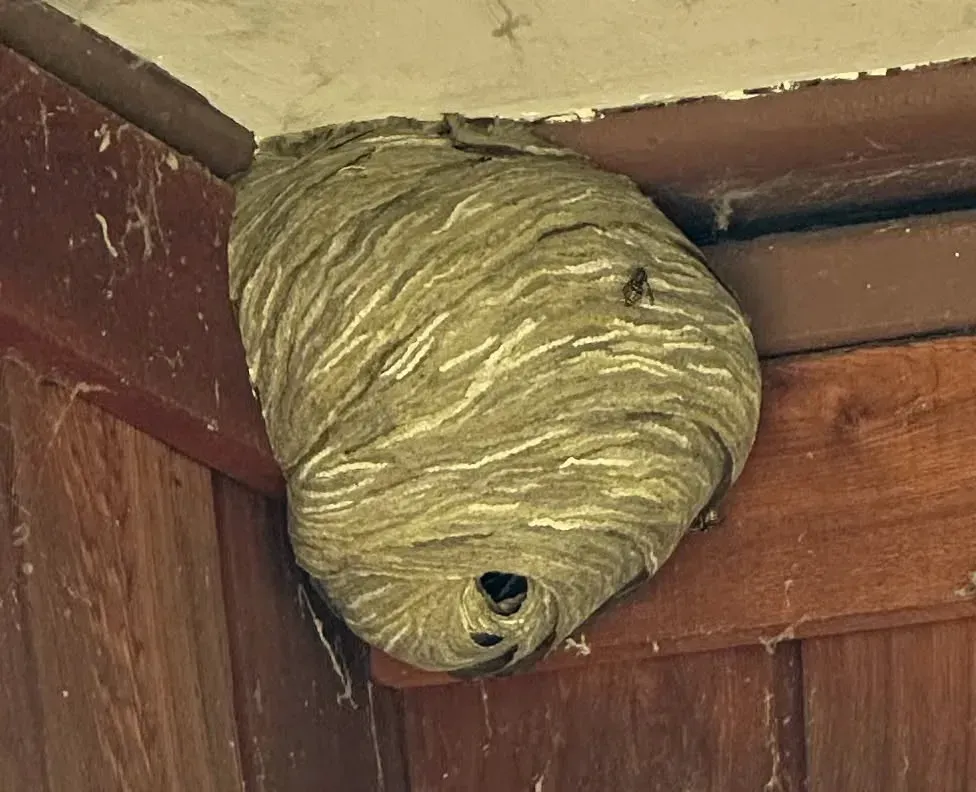 Large paper wasp nest attached to the wooden eaves of a home, showing the need for professional wasp nest removal in Atherton, CA.