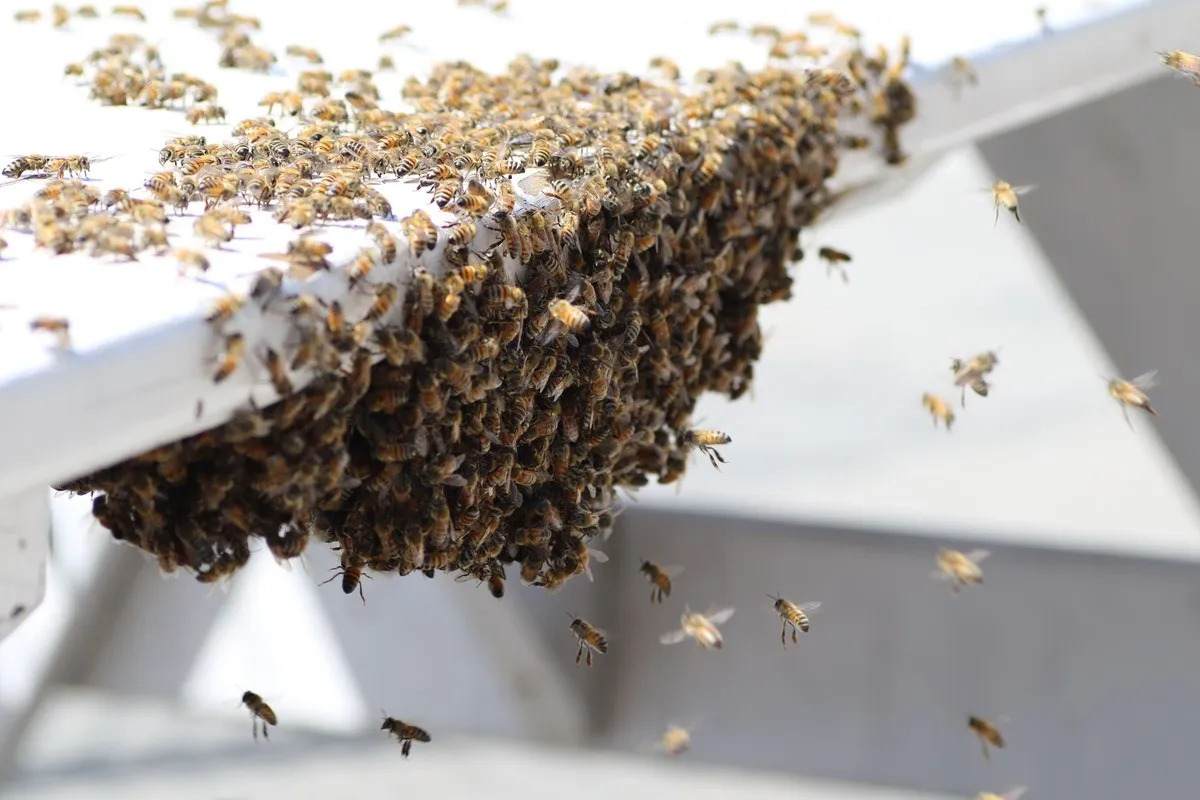 Bees Evictions
