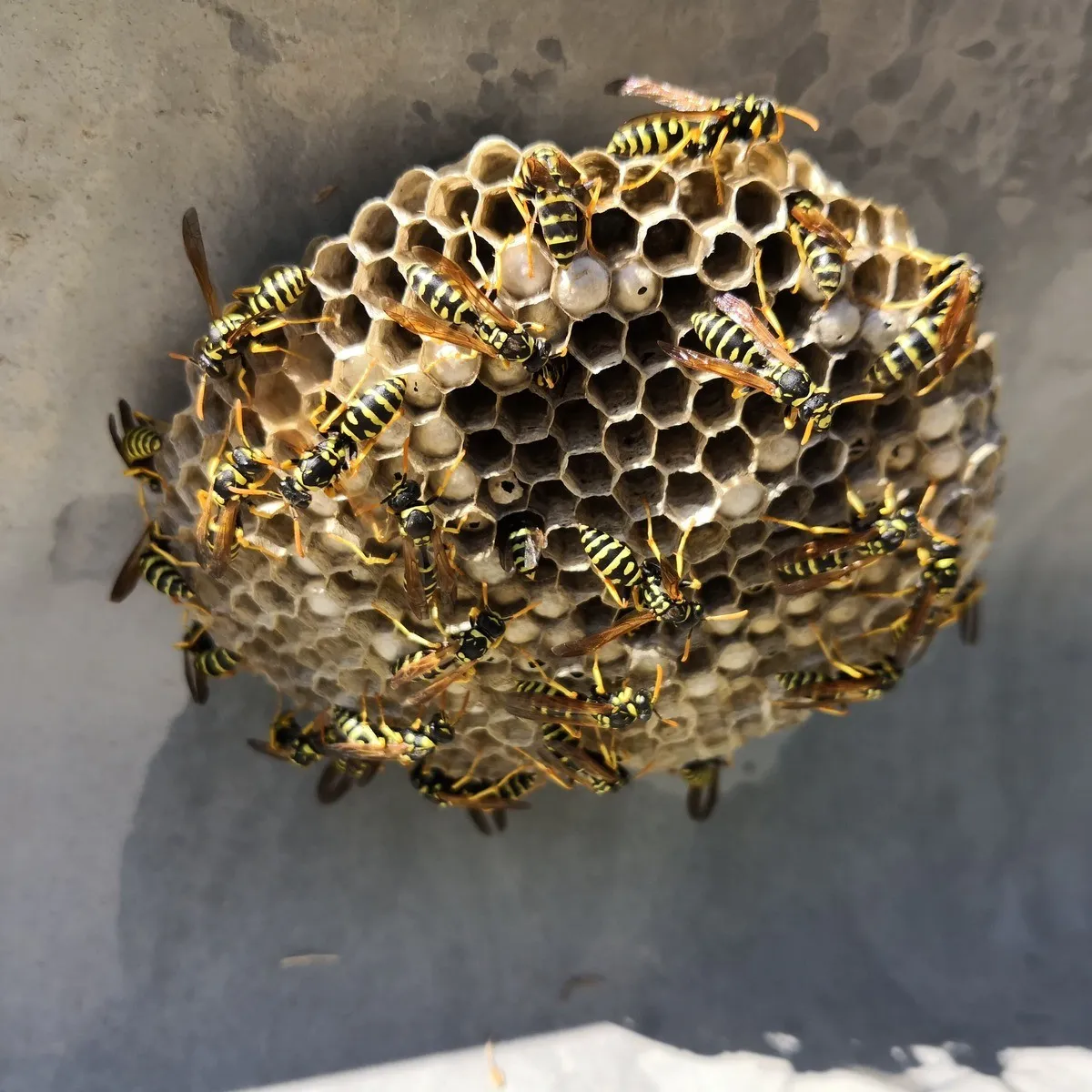 Hire Bees Evictions for Professional Wasp Nest Removal Near Lafayette, CA!