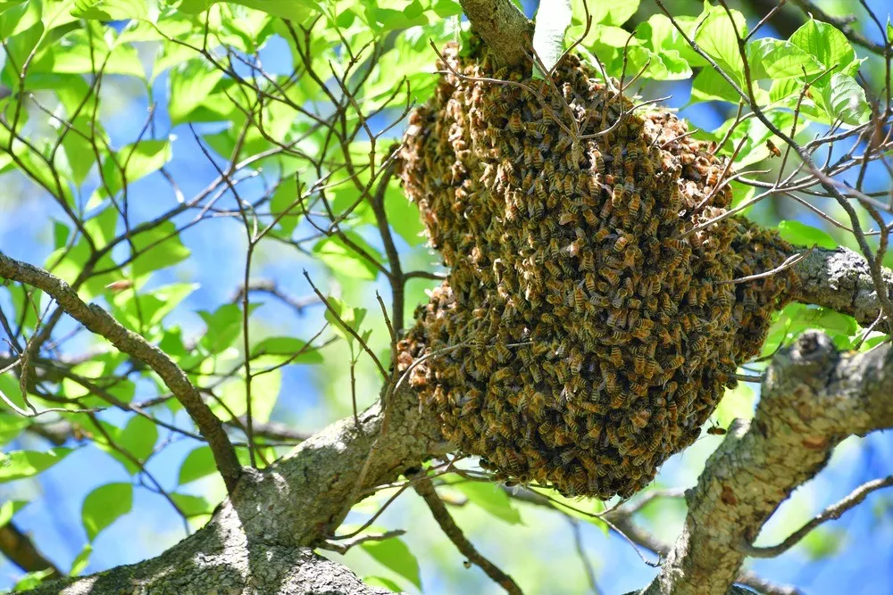 Safeguard Your Space With Our Bee Removal