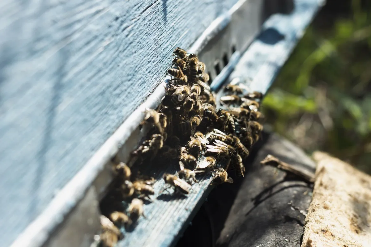 Hire us for our Bee-Proofing services to protect your loved ones