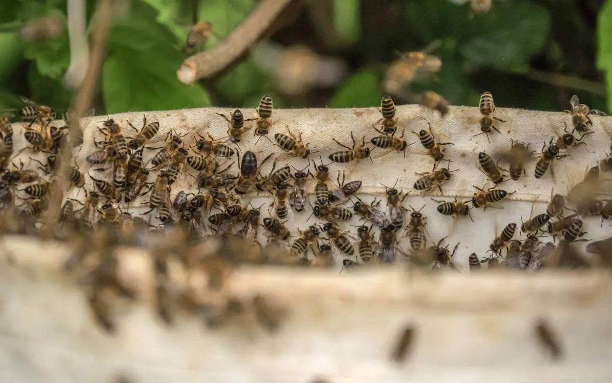 Hire Our Beehive Relocation Service near Mill Valley, CA