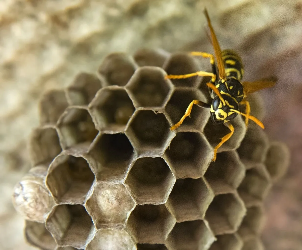 Call Our Professional Team for Wasp Removal Near Los Altos, CA