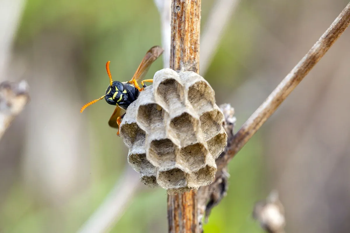 Hire Us for Hornet Removal Near Los Altos, CA & They Will Never Return to Your Property!