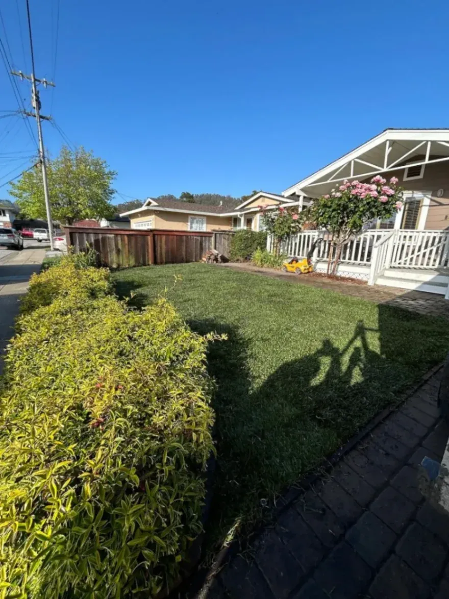 Freshly installed green lawn bordered by hedges and a brick walkway in a residential front yard