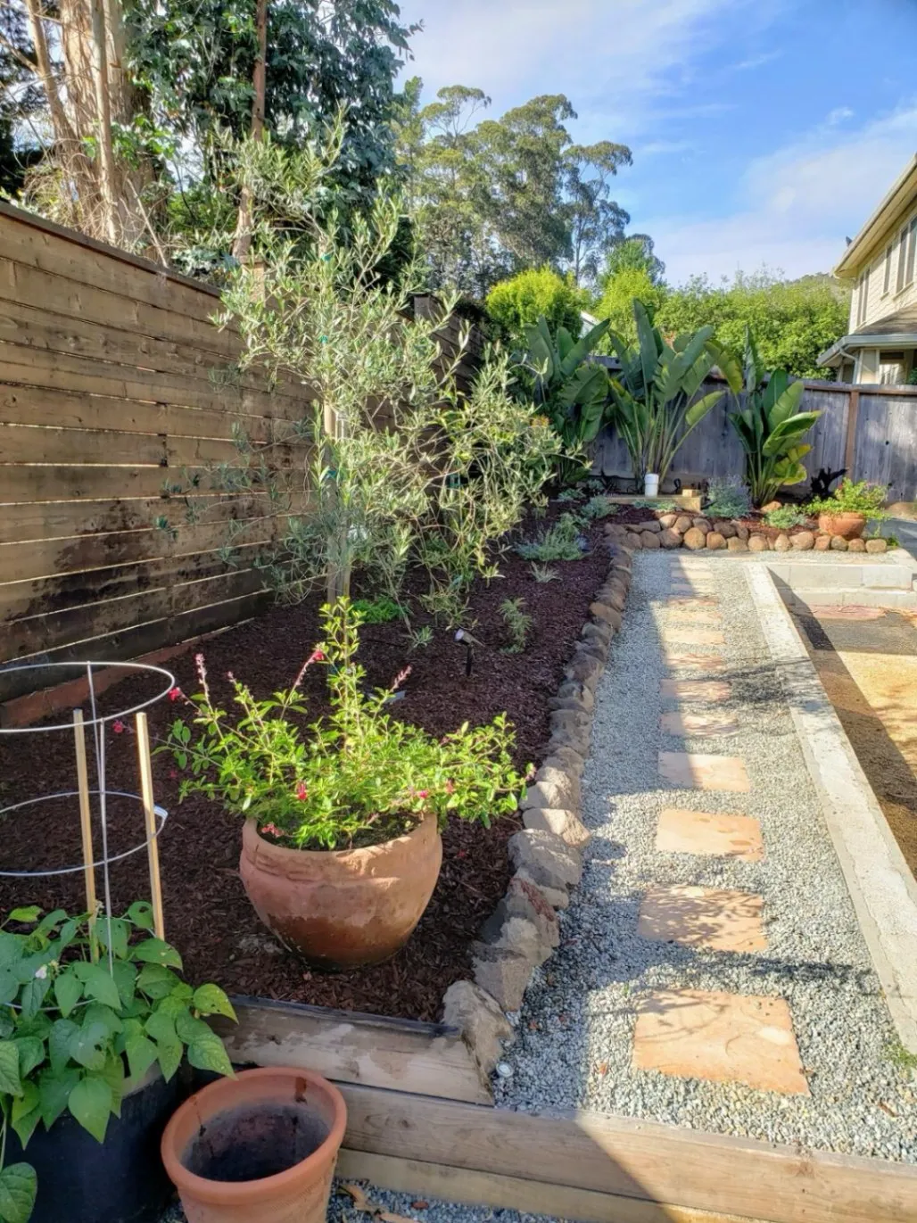 A beautifully landscaped backyard garden with a gravel pathway lined with stepping stones. On the left, a terracotta pot holds a small flowering plant, while an olive tree and various shrubs are planted along a wooden fence.