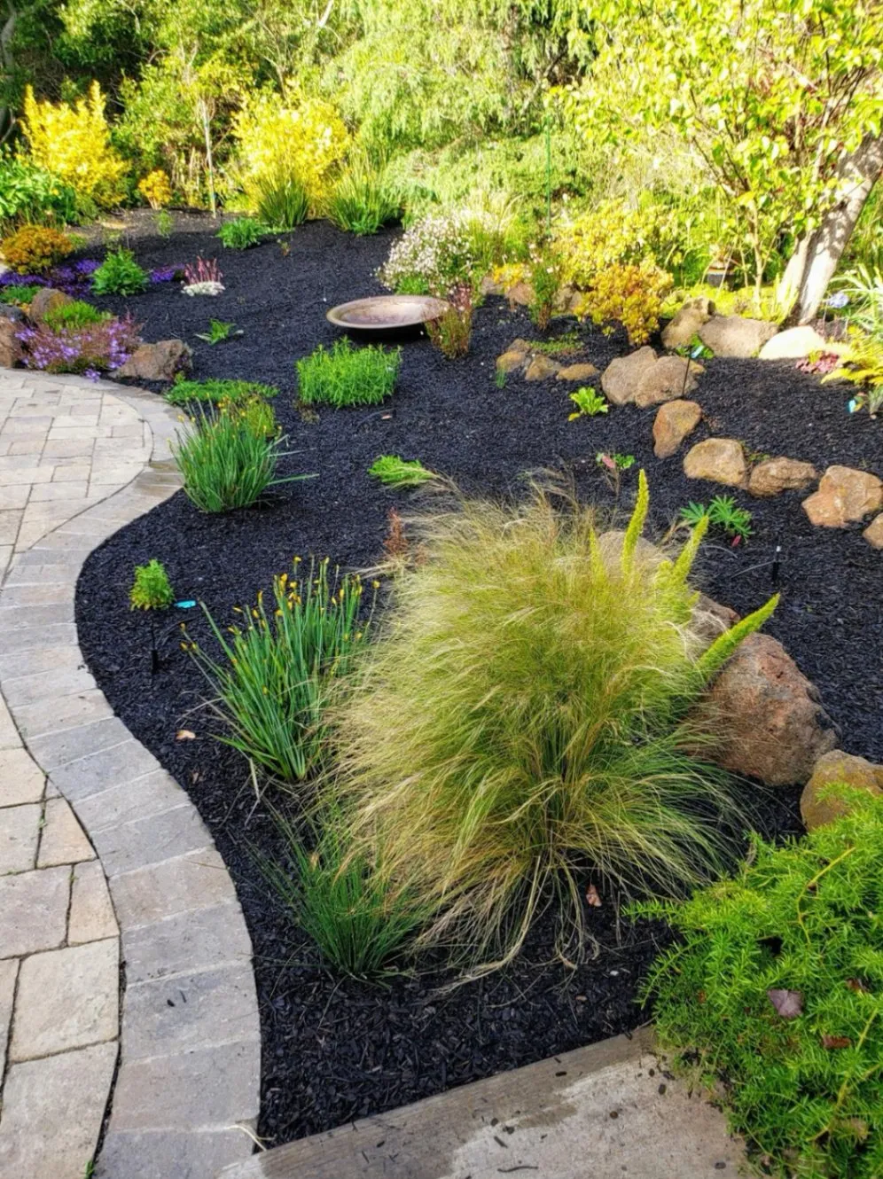 A beautifully landscaped garden with a curved stone pathway bordered by black mulch. The garden features a variety of ornamental grasses, flowering plants, and shrubs, with a mix of green, yellow, and purple foliage.