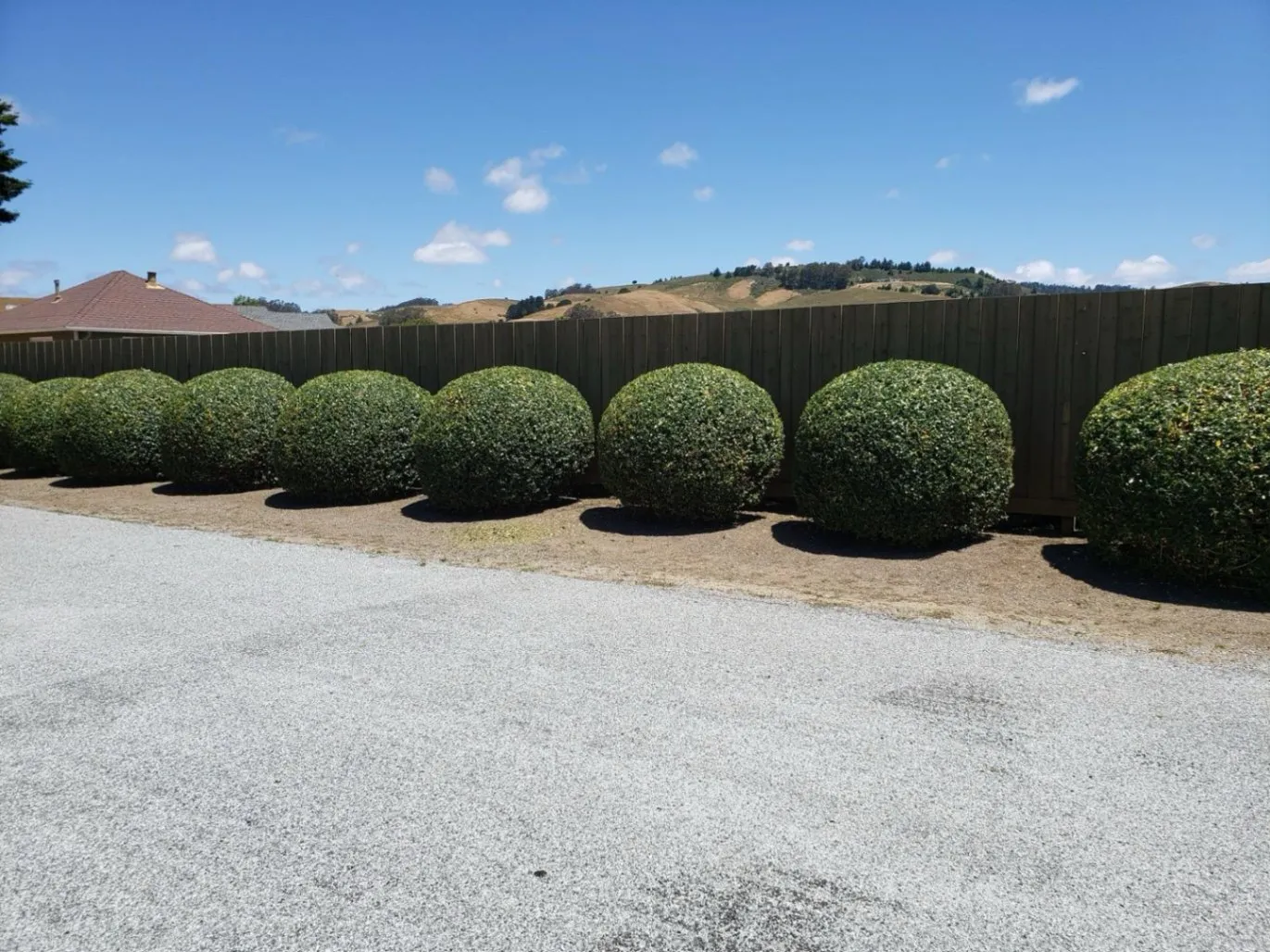 Row of neatly trimmed round shrubs lined up against a wooden fence, with rolling hills and a clear blue sky in the background.
