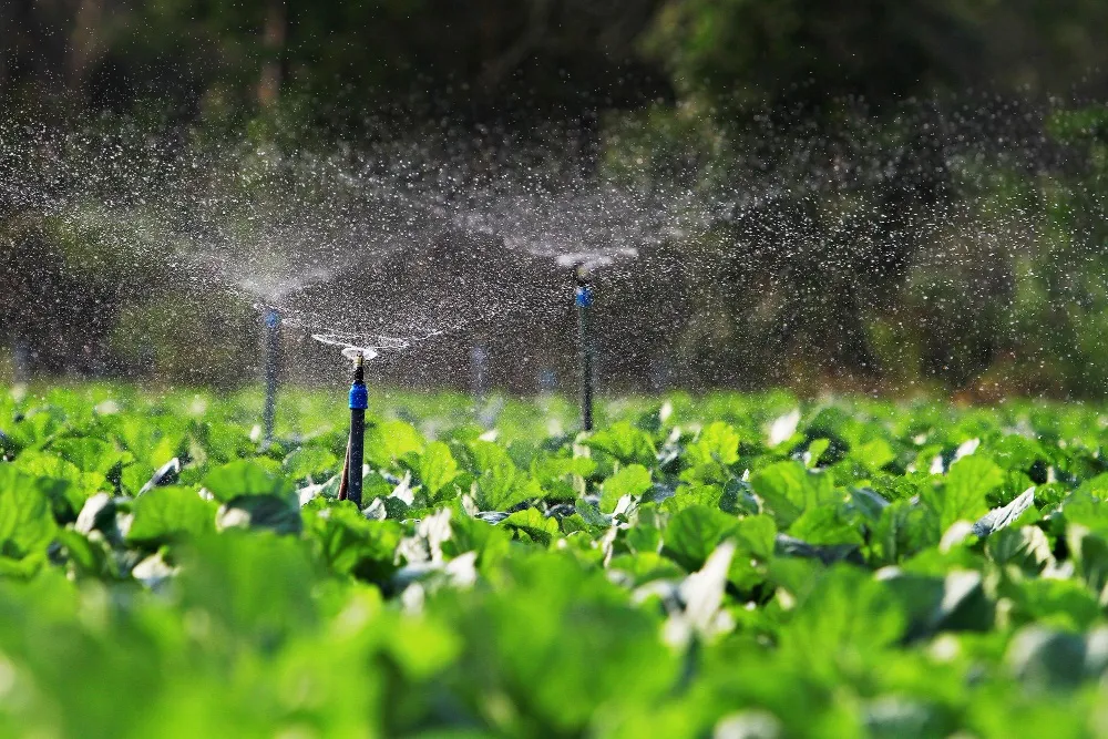 A row of sprinklers irrigating a field of lush green crops, with water droplets visibly spraying over the plants under bright daylight.