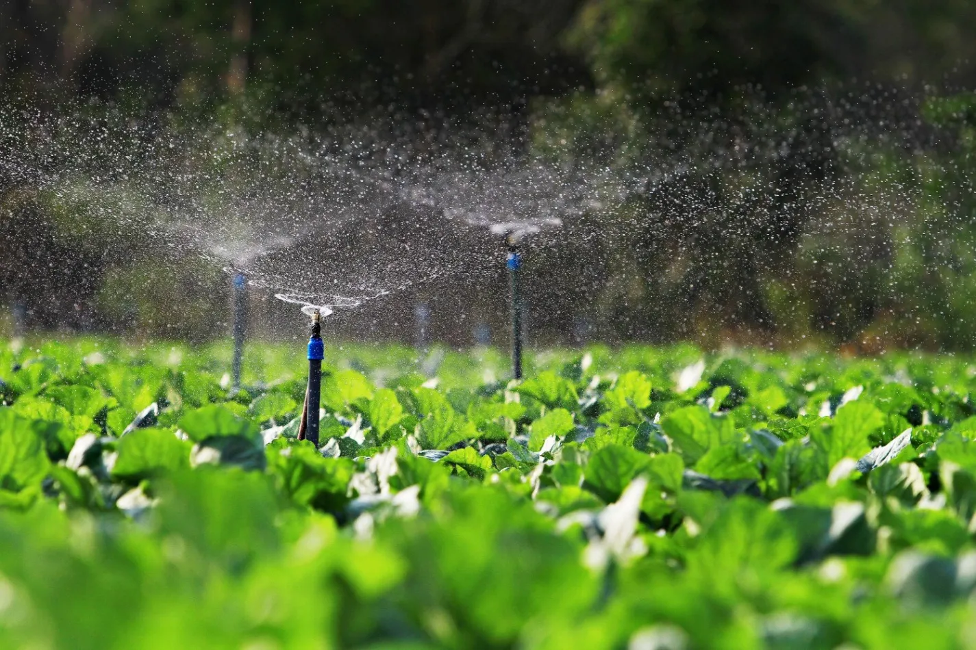 Get Our Irrigation System Installation for a Proper Watering