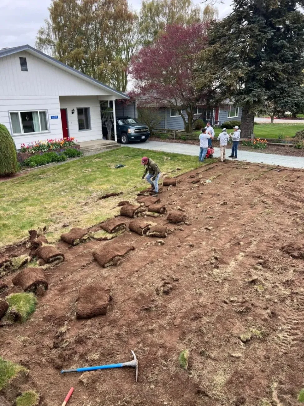 A group of workers preparing the soil and laying new sod in the front yard of a house, with rolled-up sections of grass scattered across the ground.