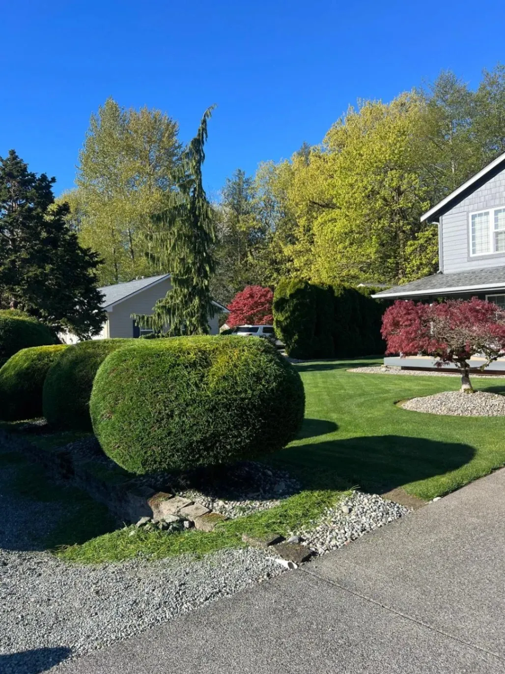 A well-maintained front yard with neatly trimmed hedges, lush green grass, and a variety of colorful trees and shrubs under a clear blue sky.