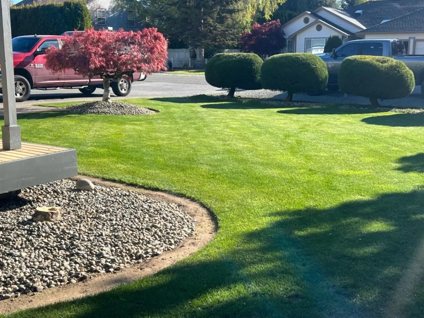 A well-manicured front yard with vibrant green grass, neatly trimmed bushes, and a small red tree, basking in sunlight with cars parked in the background.