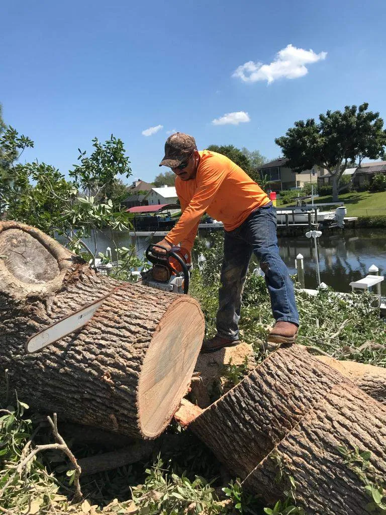 A man is cutting a tree with a chainsaw to remove it