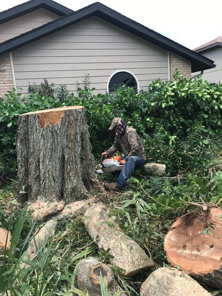 A tree expert is about to remove a tree stump
