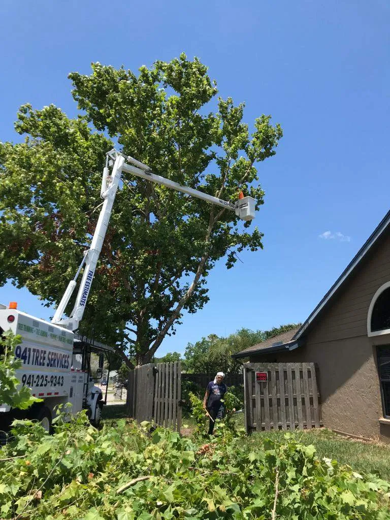 Get Tree Trimming Near Venice, FL, to Improve Your Tree’s Beauty & Health!