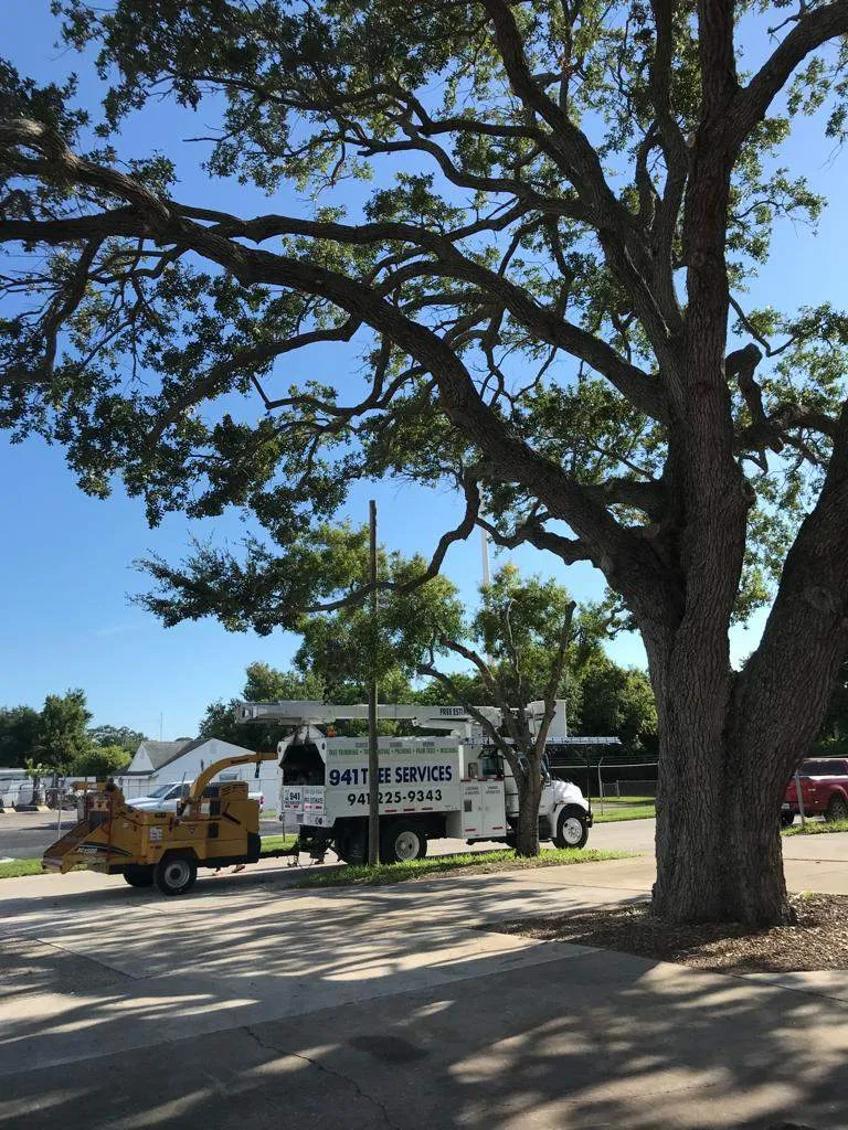 Professional Tree Trimming Near Longboat Key, FL