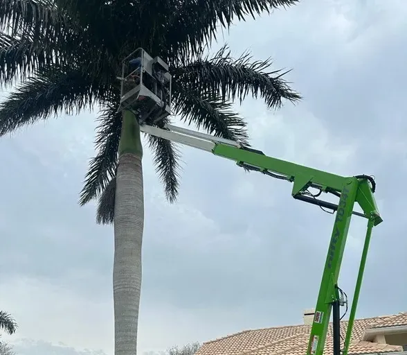 A worker is elevated in a green hydraulic lift to trim the fronds of a tall palm tree in a residential yard.