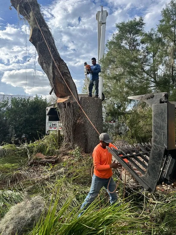 Tree Removal Near Bradenton, FL