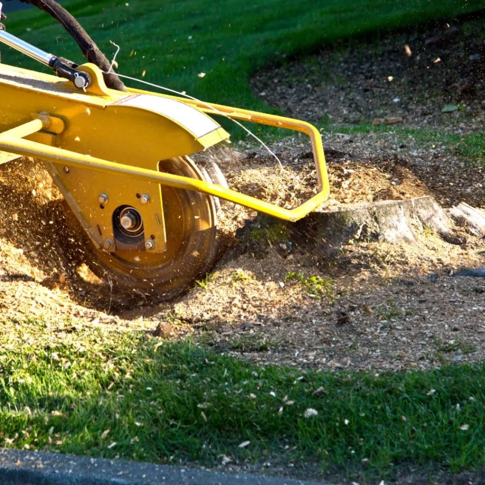 Efficient Stump Removal for Sarasota Homes