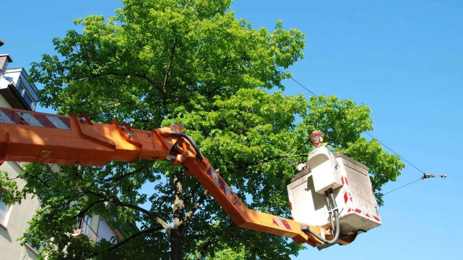 Tree Trimming near Palmetto, FL: Make the City Greener & Neater