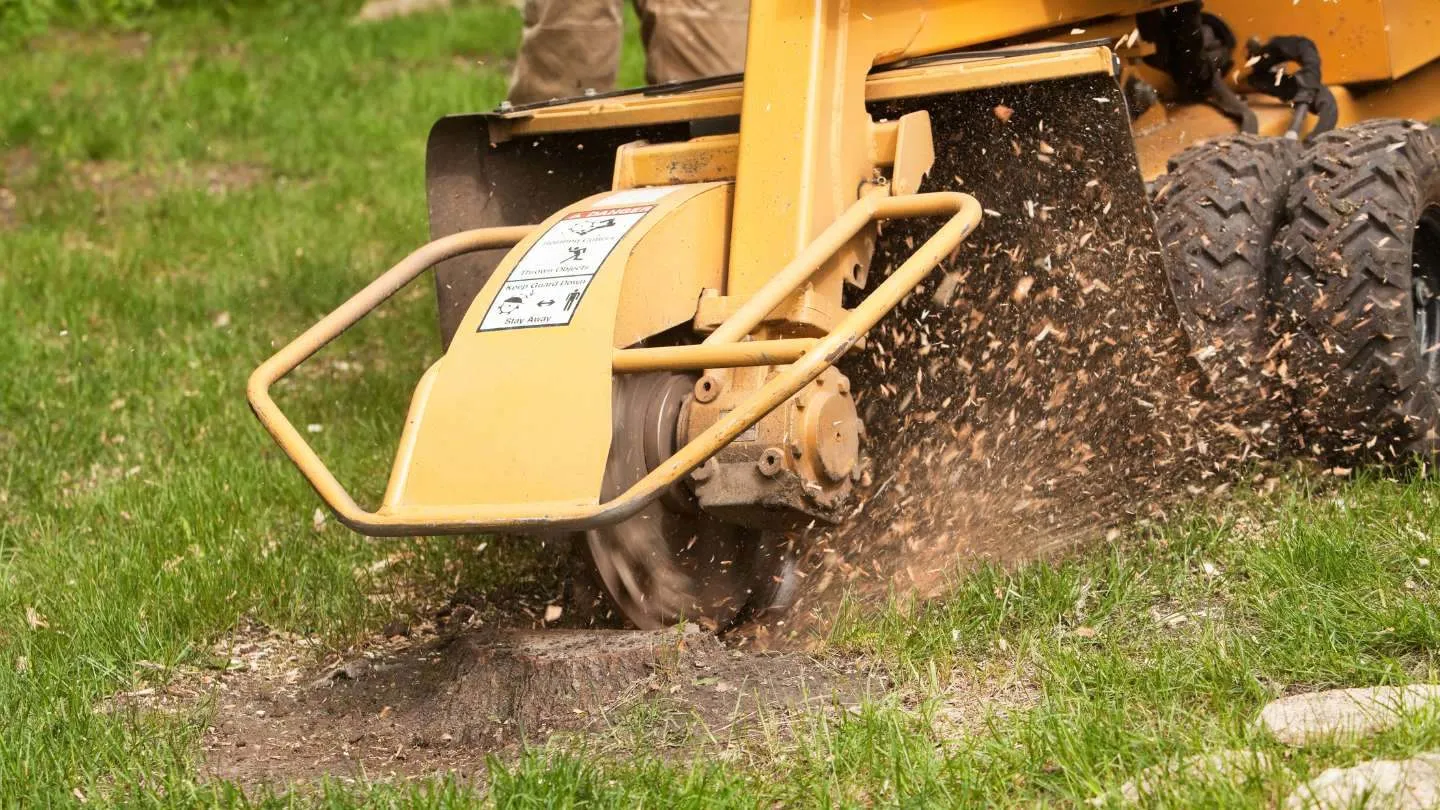 Get Ready for a Fresh Start with Our Stump Removal in Anna Maria Island, FL