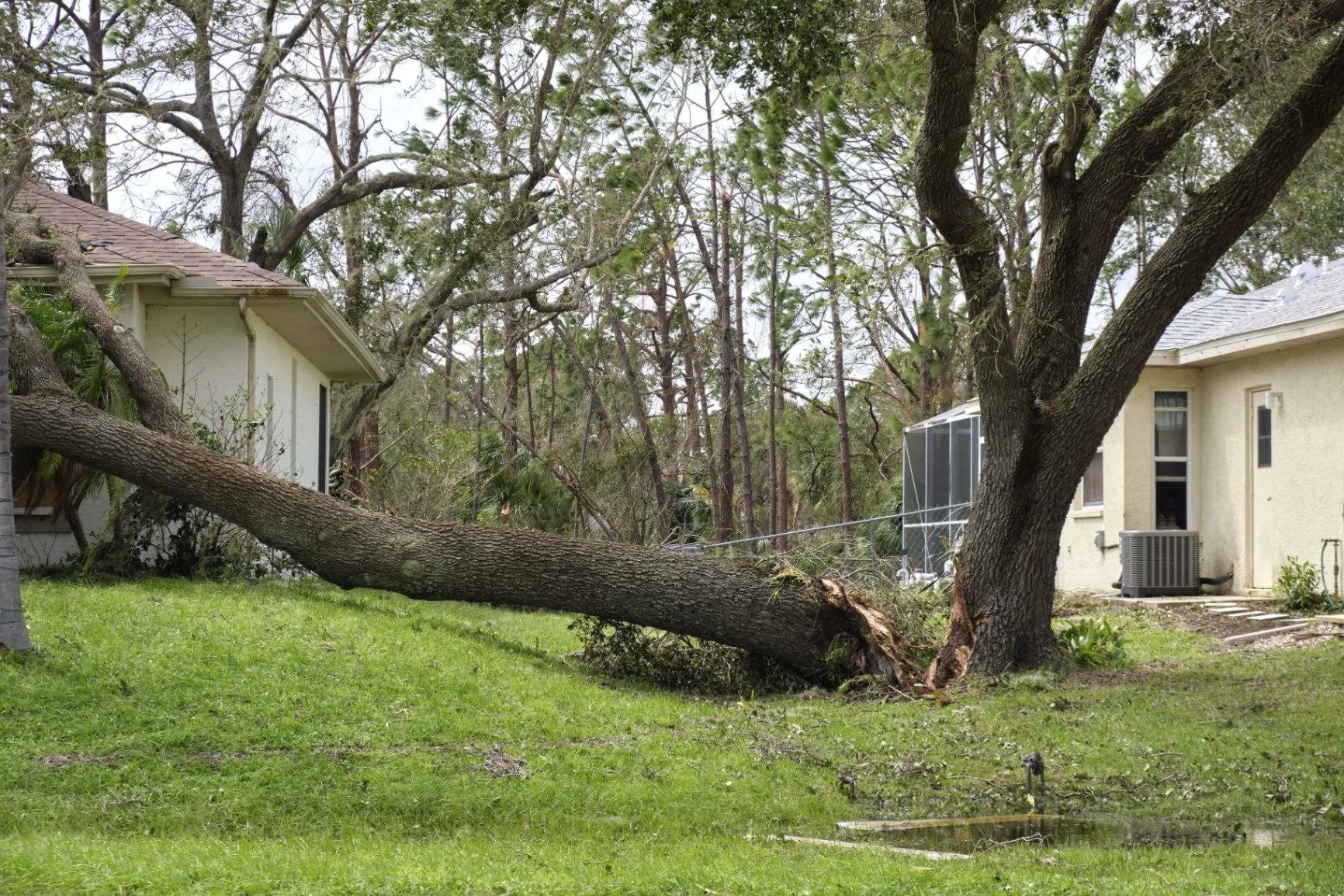 Get Safe Tree Removal near Acworth, GA, from Us!