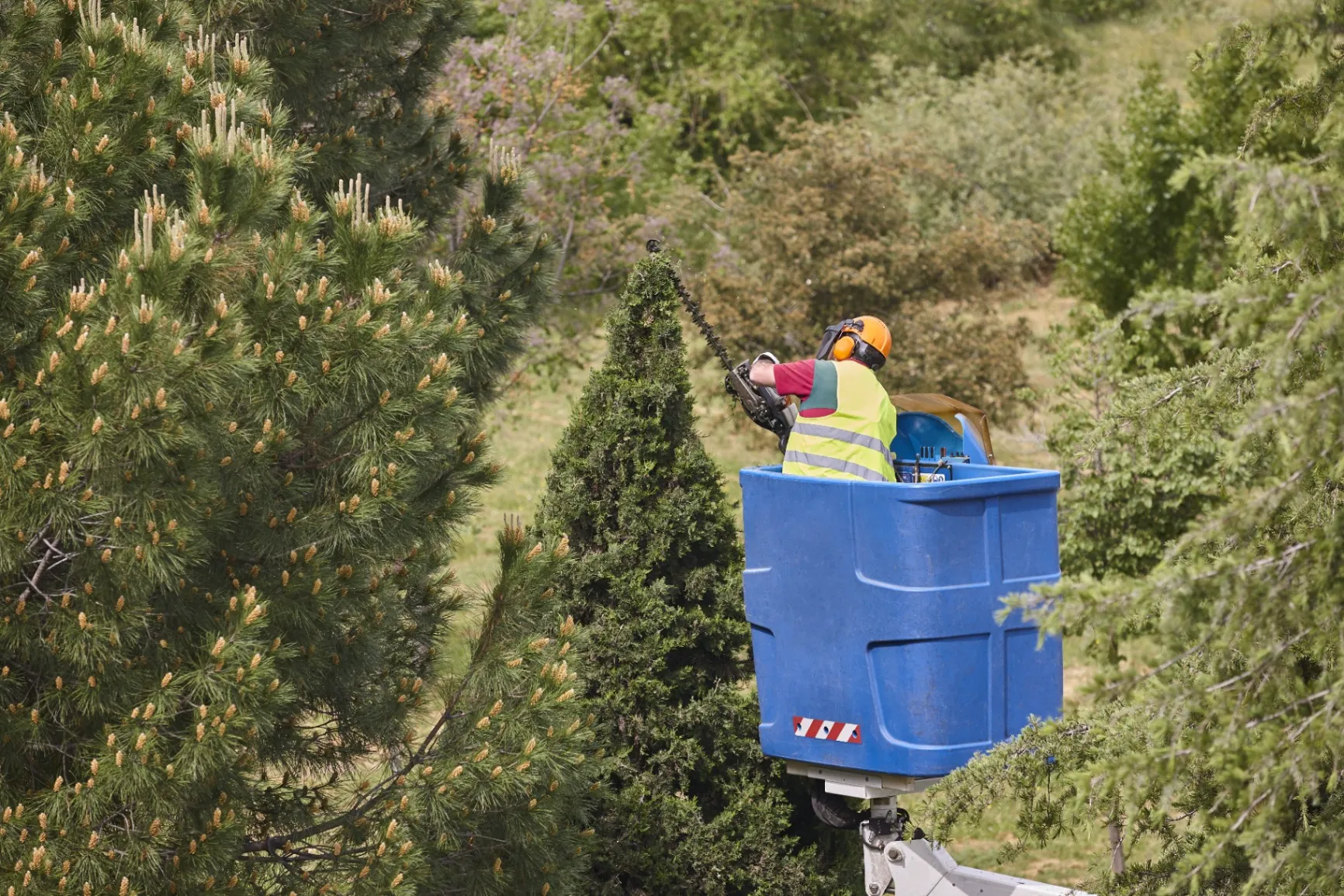 Tree Trimming Done Right at the Right Time!