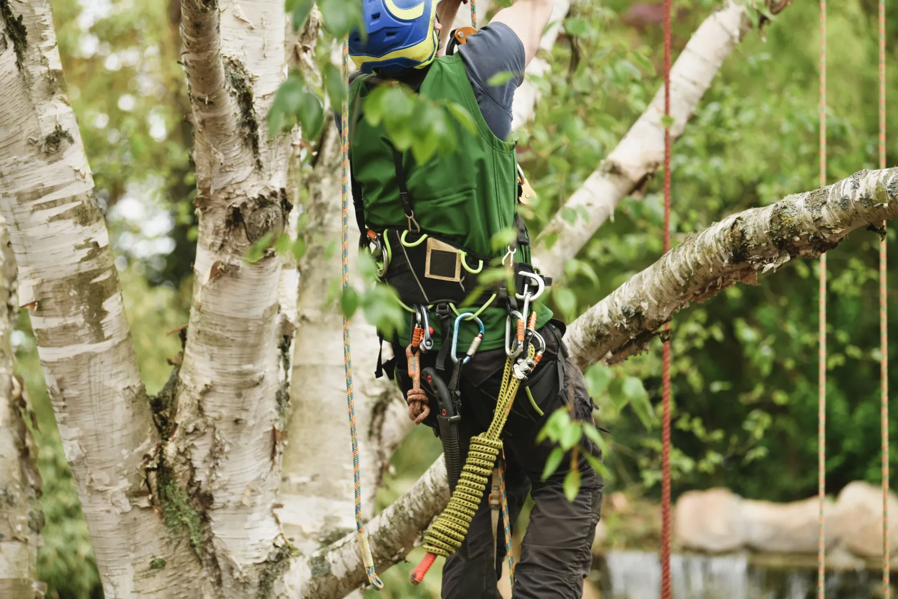 Get Effective Tree Trimming near Douglasville, GA