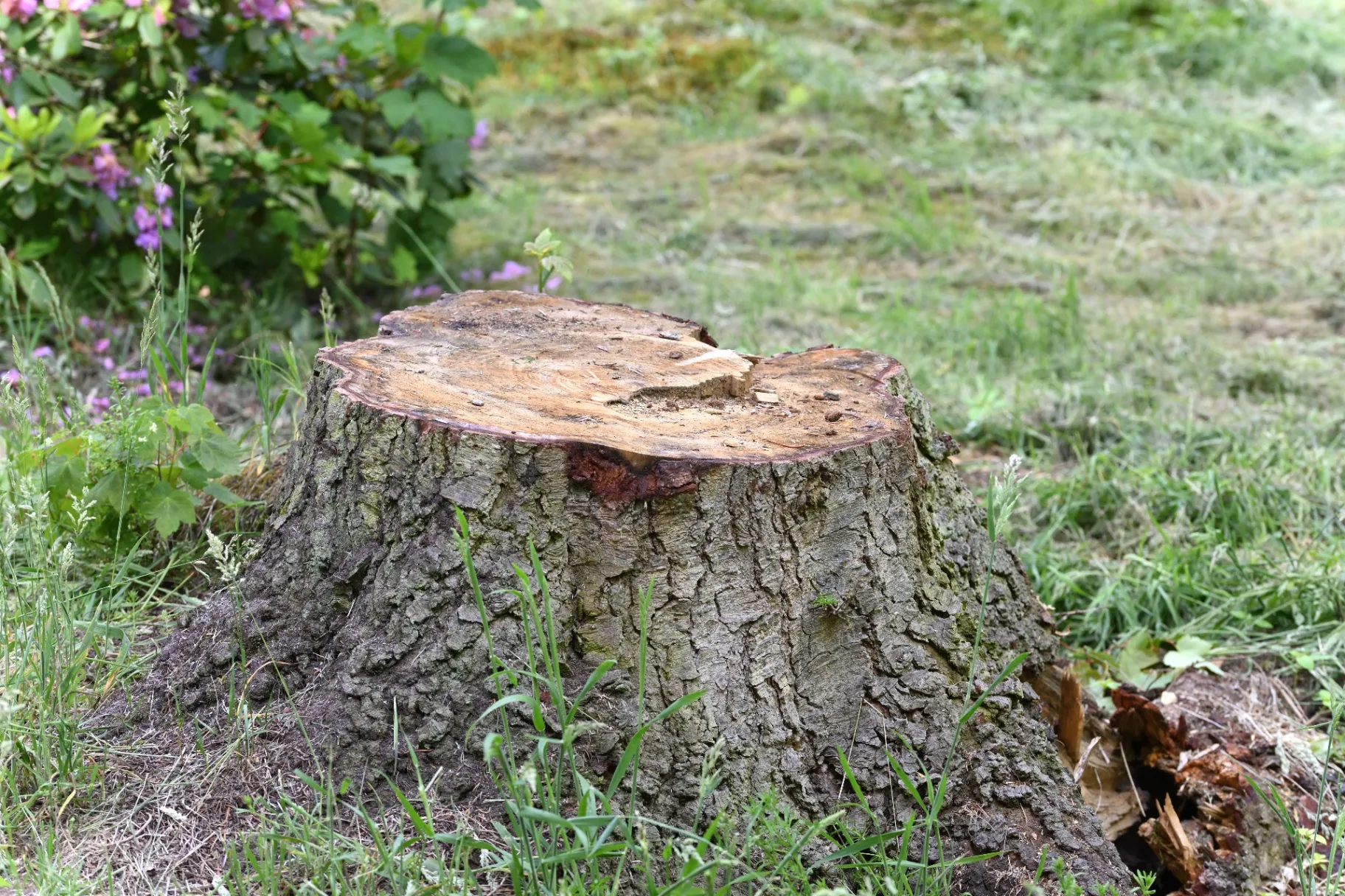 Get Quick Stump Removal near Powder Springs, GA, from Us!