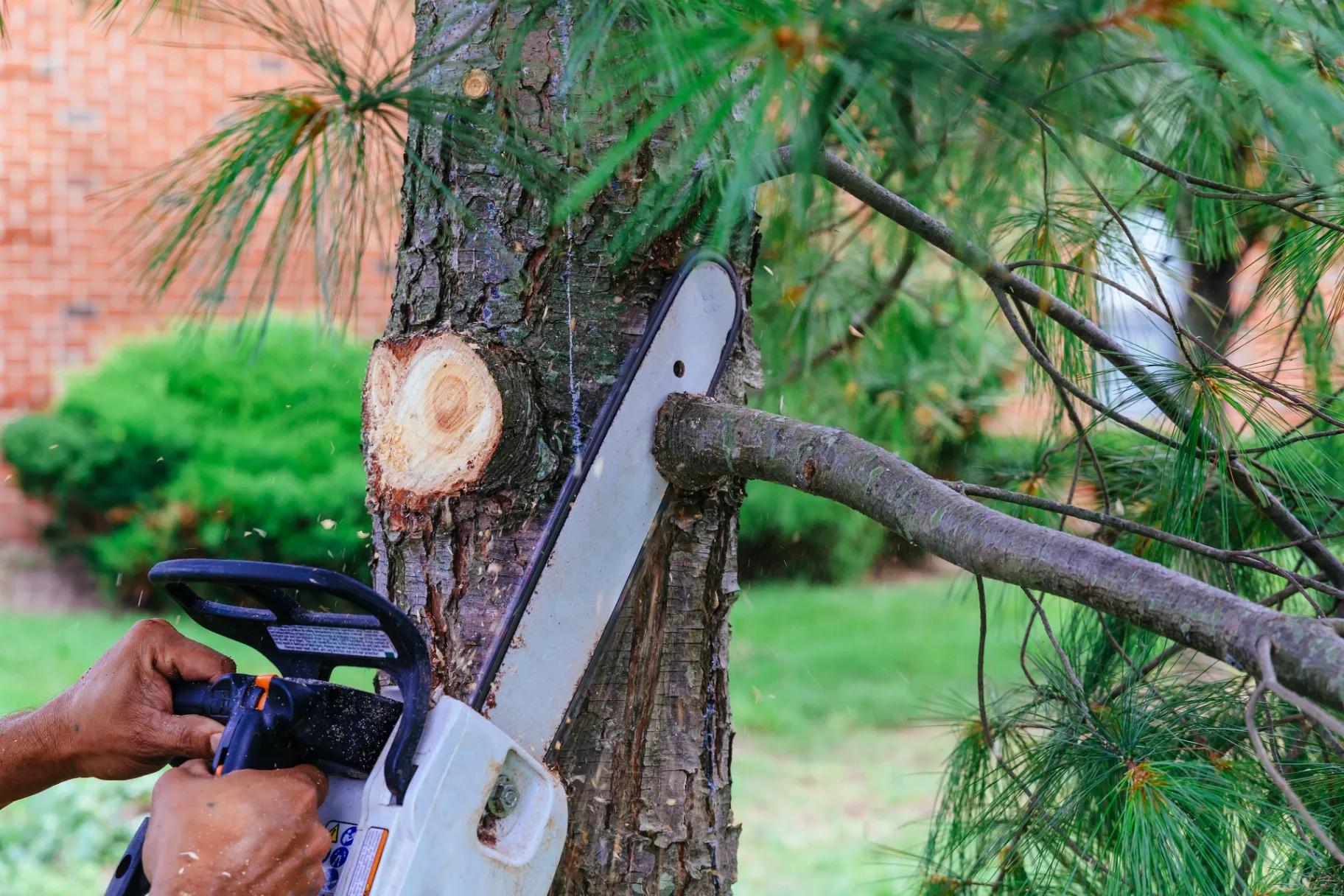 For Proper Tree Care, Call Our Tree Trimmers near Hiram, GA