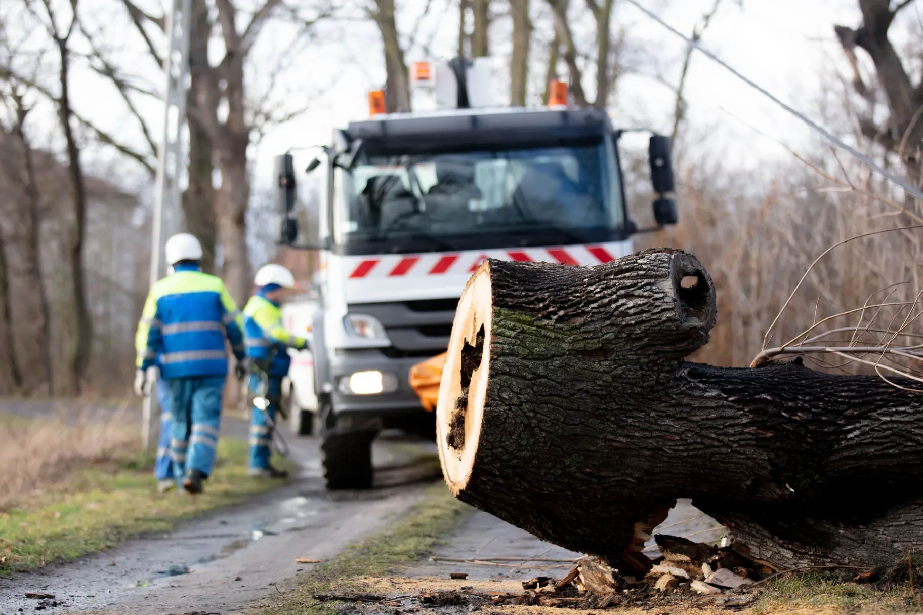 Kings Tree Service & Landscaping Co Is Fully Equipped to Perform Safe Tree Removal