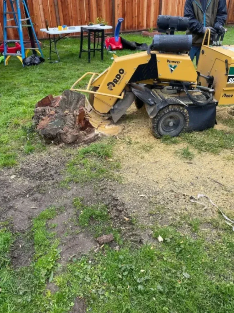 Stump grinder cutting into a large tree stump in a backyard lawn while a worker operates the machine. Fresh wood chips cover the ground, showing the professional stump-grinding service in Oakland, CA, that helps reclaim more usable yard space.