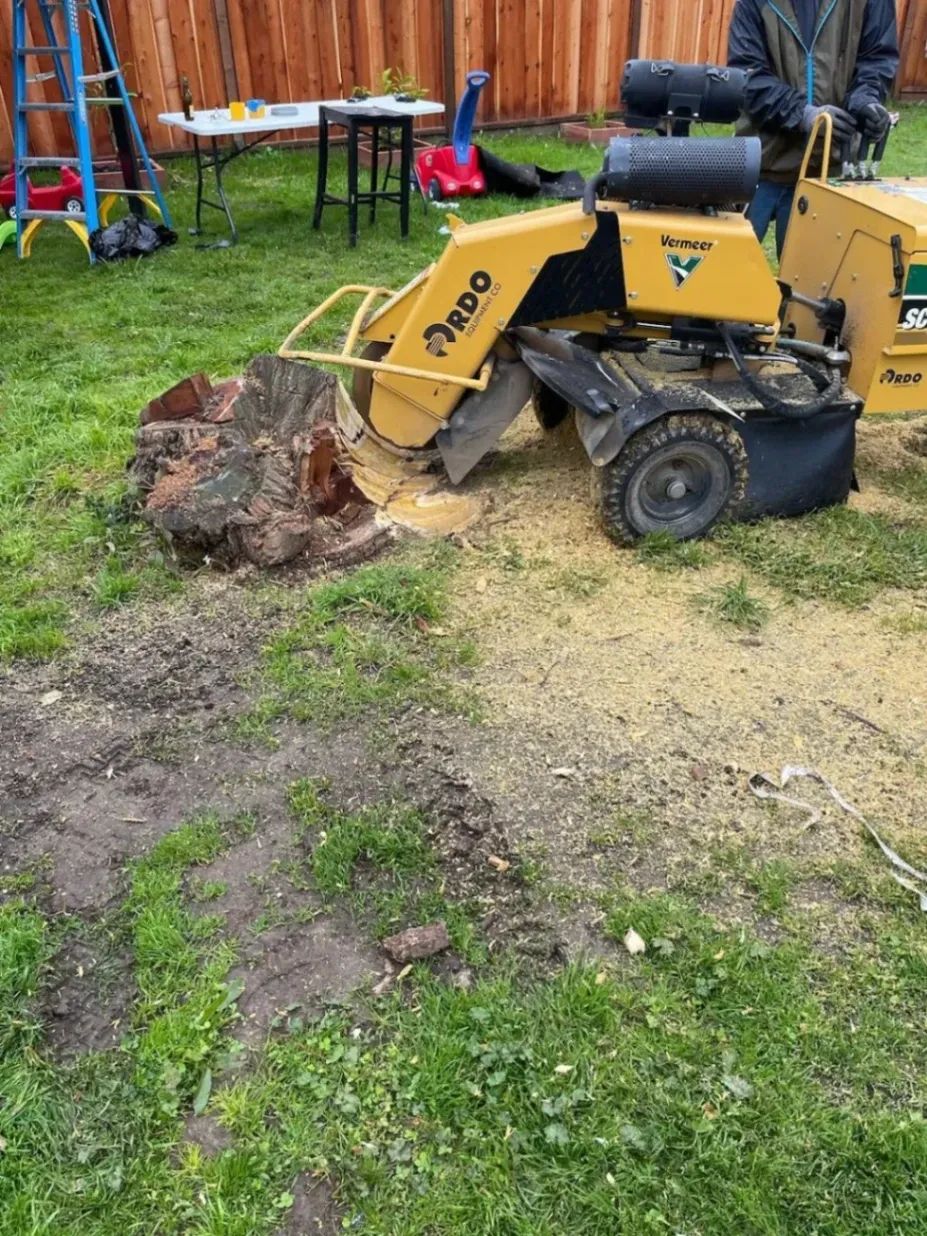 Reclaim Your Landscape with Our Professional Stump Grinding Service