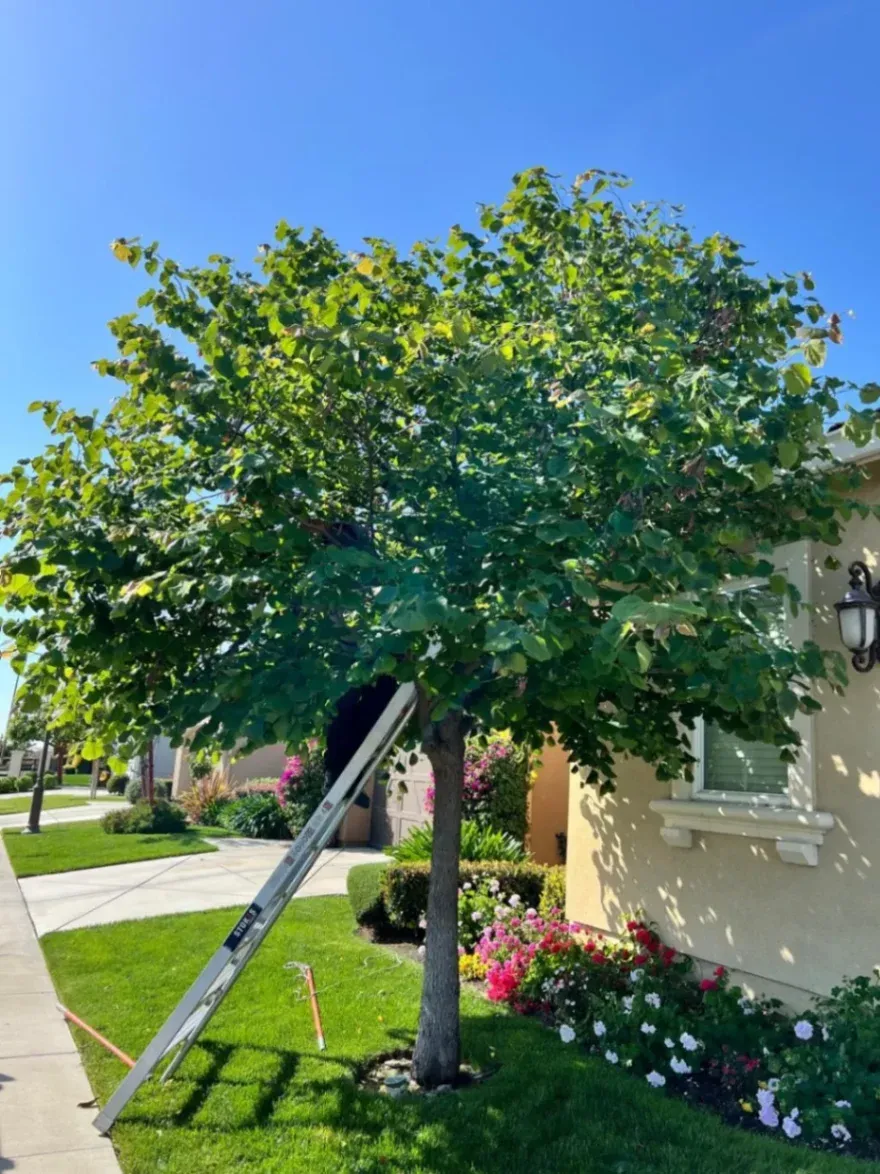 Expert arborist in Pleasanton providing diligent tree care and trimming services for a residential property.