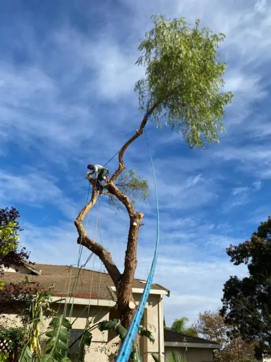 Emergency tree service in San Francisco, with an arborist secured by ropes while removing a damaged tree near a home.