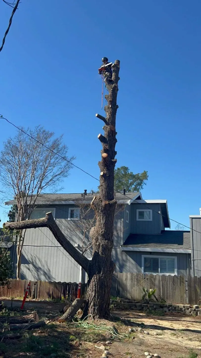 Worker secured with climbing gear near the top of a heavily cut tree trunk during professional tree removal in Oakland. The tall stripped tree stands beside nearby homes and utility lines, showing a safe, fast, and insured removal process under a clear blue sky.