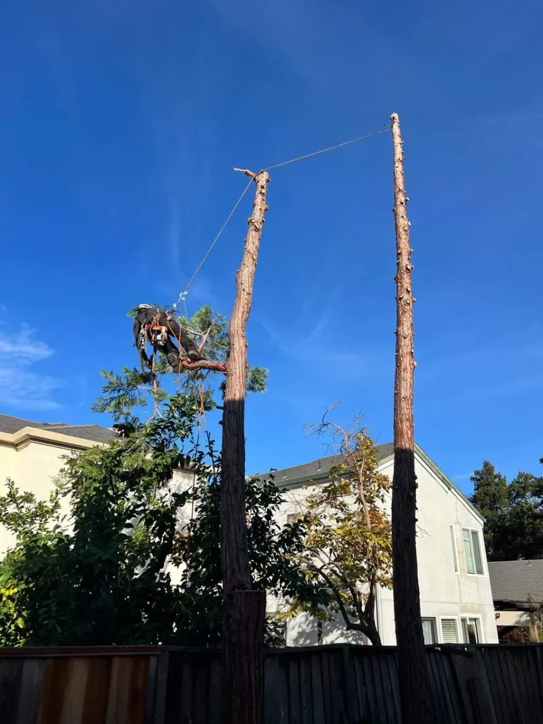 Arborist performing tree removal service in San Francisco, cutting a tall tree in sections above a residential backyard.