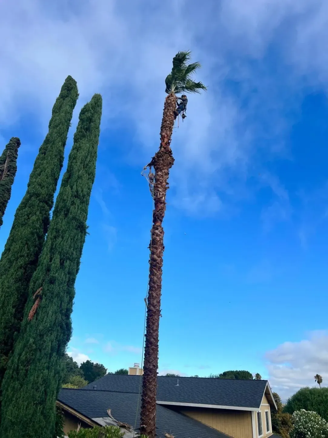 Professional arborist scaling a tall, slender palm tree for precision trimming against a clear blue sky in a residential Fremont neighborhood.