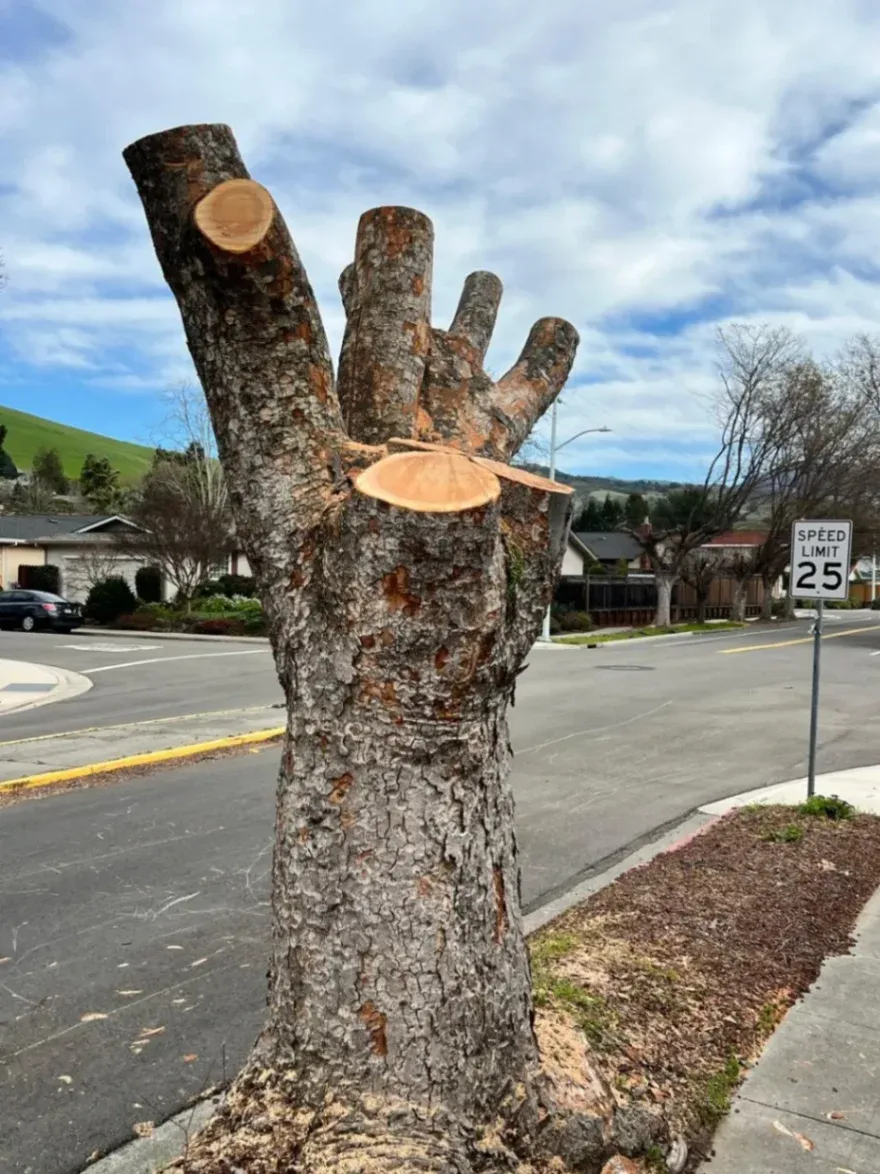 A large tree trunk with several branches cleanly cut off, standing next to a suburban street. The image shows professional tree trimming and removal service in Richmond, CA